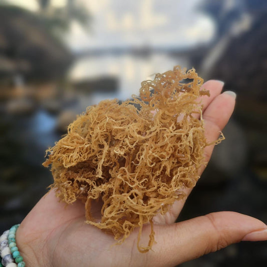 Seamoss ou Mousse de mer : la pépite de votre cuisine